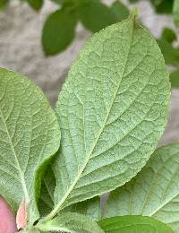 Stewartia pseudocamellia image