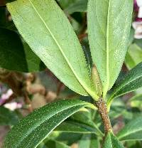Daphne bholua image