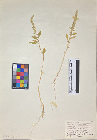 Amaranthus tuberculatus image