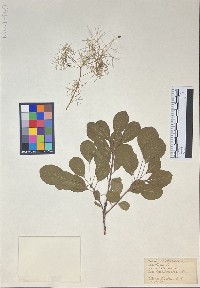 Cotinus coggygria image