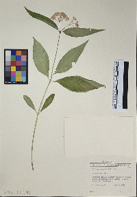 Asclepias quadrifolia image