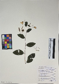 Impatiens pallida image