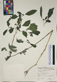 Impatiens biflora image