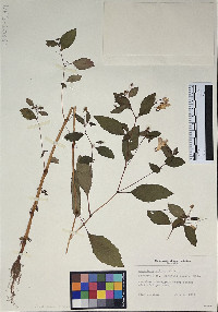 Impatiens biflora image