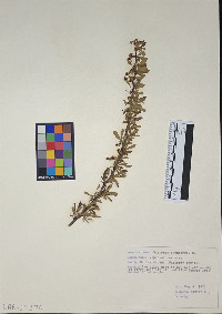 Berberis thunbergii image