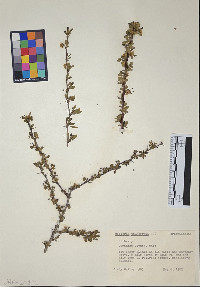 Berberis thunbergii image