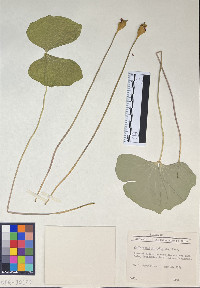 Jeffersonia diphylla image