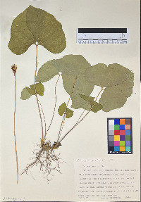 Jeffersonia diphylla image