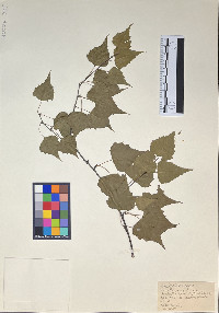 Betula alba image