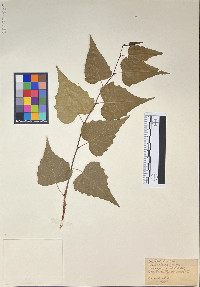 Betula populifolia image