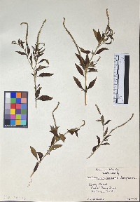 Heliotropium indicum image