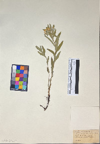 Lithospermum hirtum image