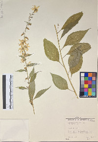 Campanulastrum americanum image