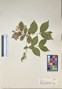 Weigela florida image