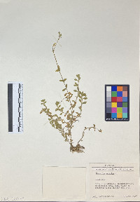 Cerastium fontanum subsp. vulgare image