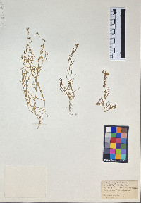 Spergularia rubra image