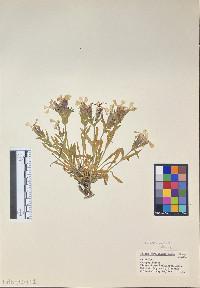 Silene caroliniana image