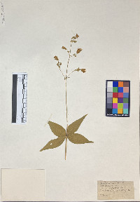 Silene stellata image