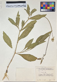 Silene latifolia image