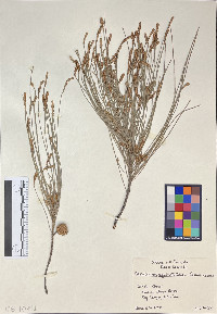 Casuarina equisetifolia image