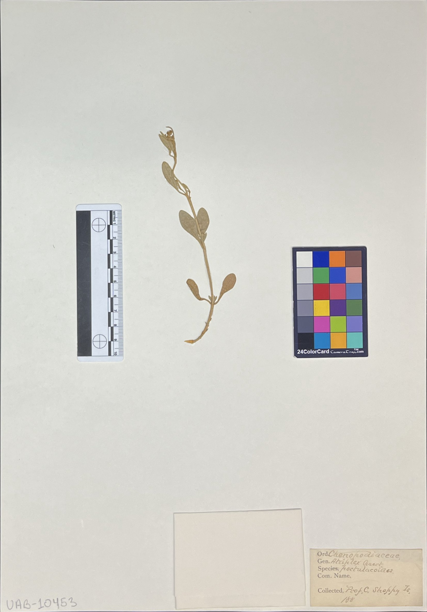 Atriplex portulacoides image