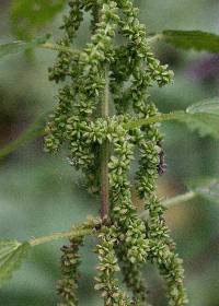 Image of Urtica dioica