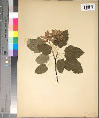 Acer tataricum image