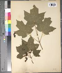 Acer nigrum image