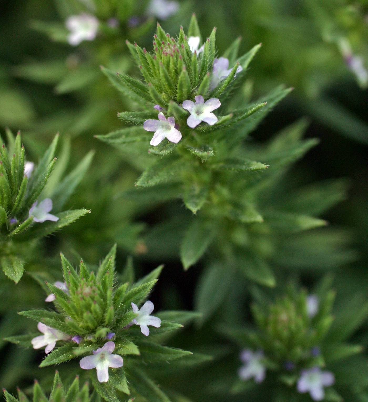 Verbena bracteata image