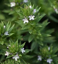 Image of Verbena bracteata