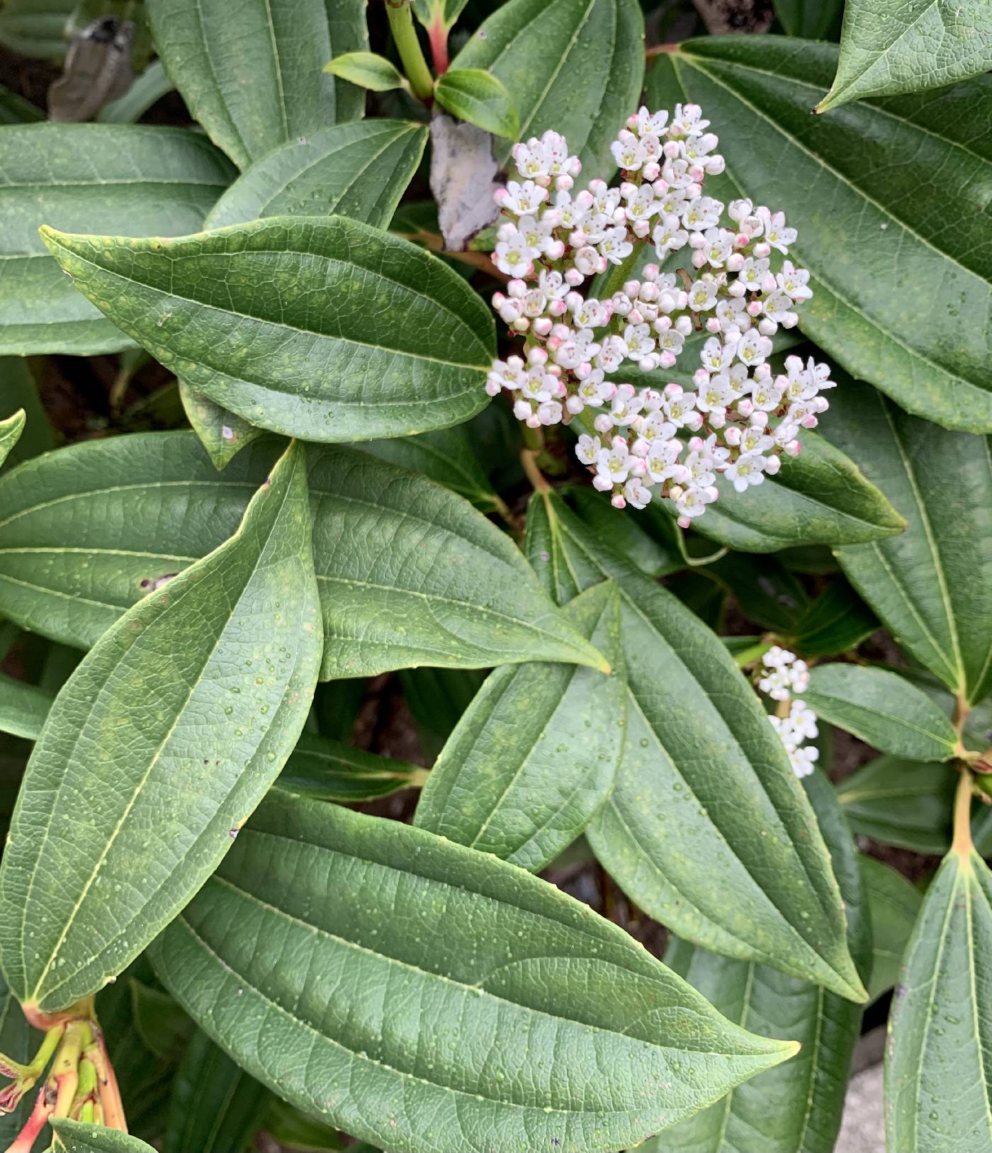 Viburnum davidii image