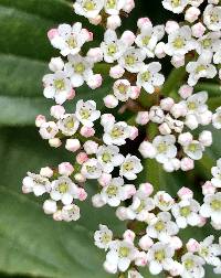 Viburnum davidii image