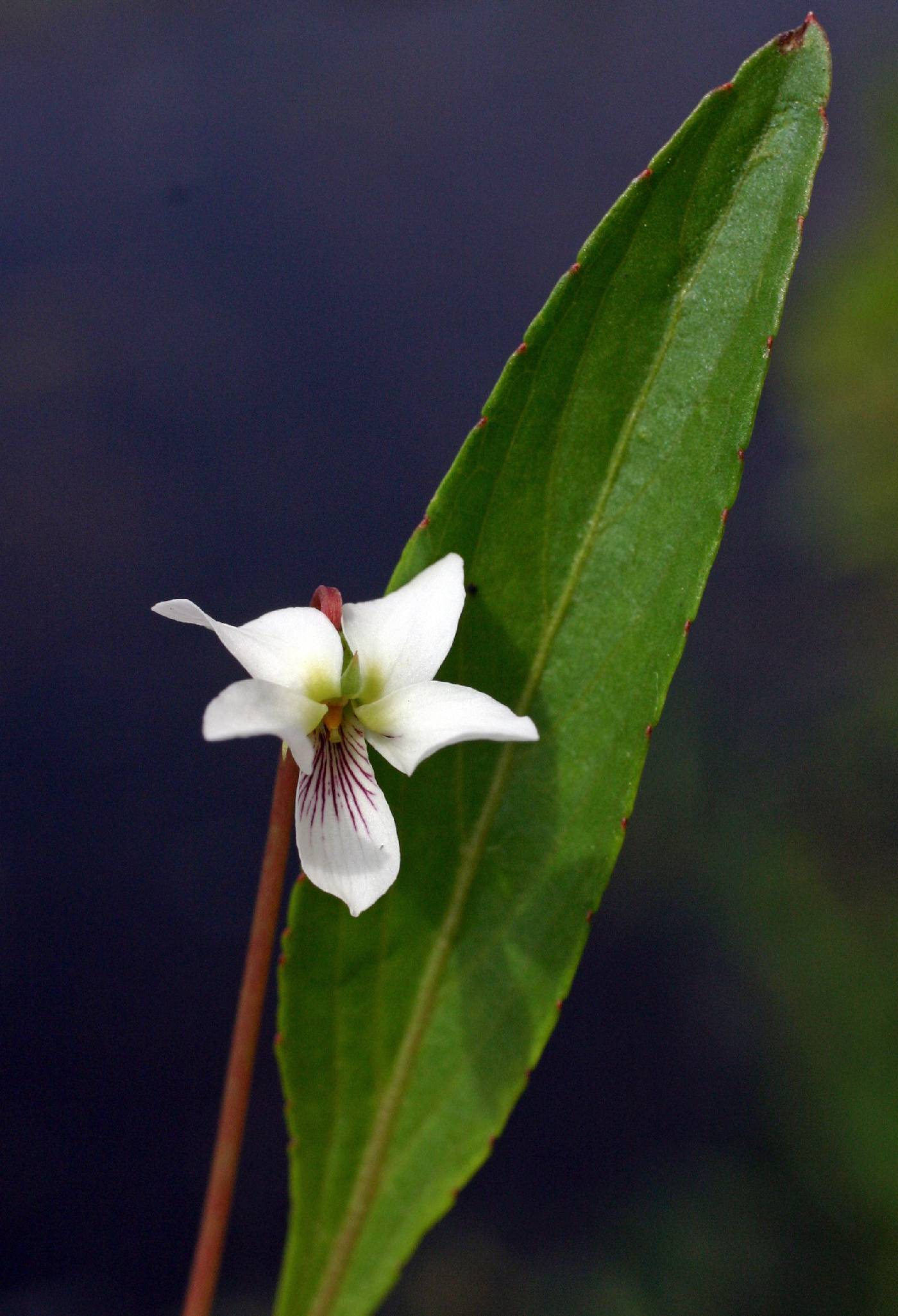 Viola lanceolata subsp. lanceolata image