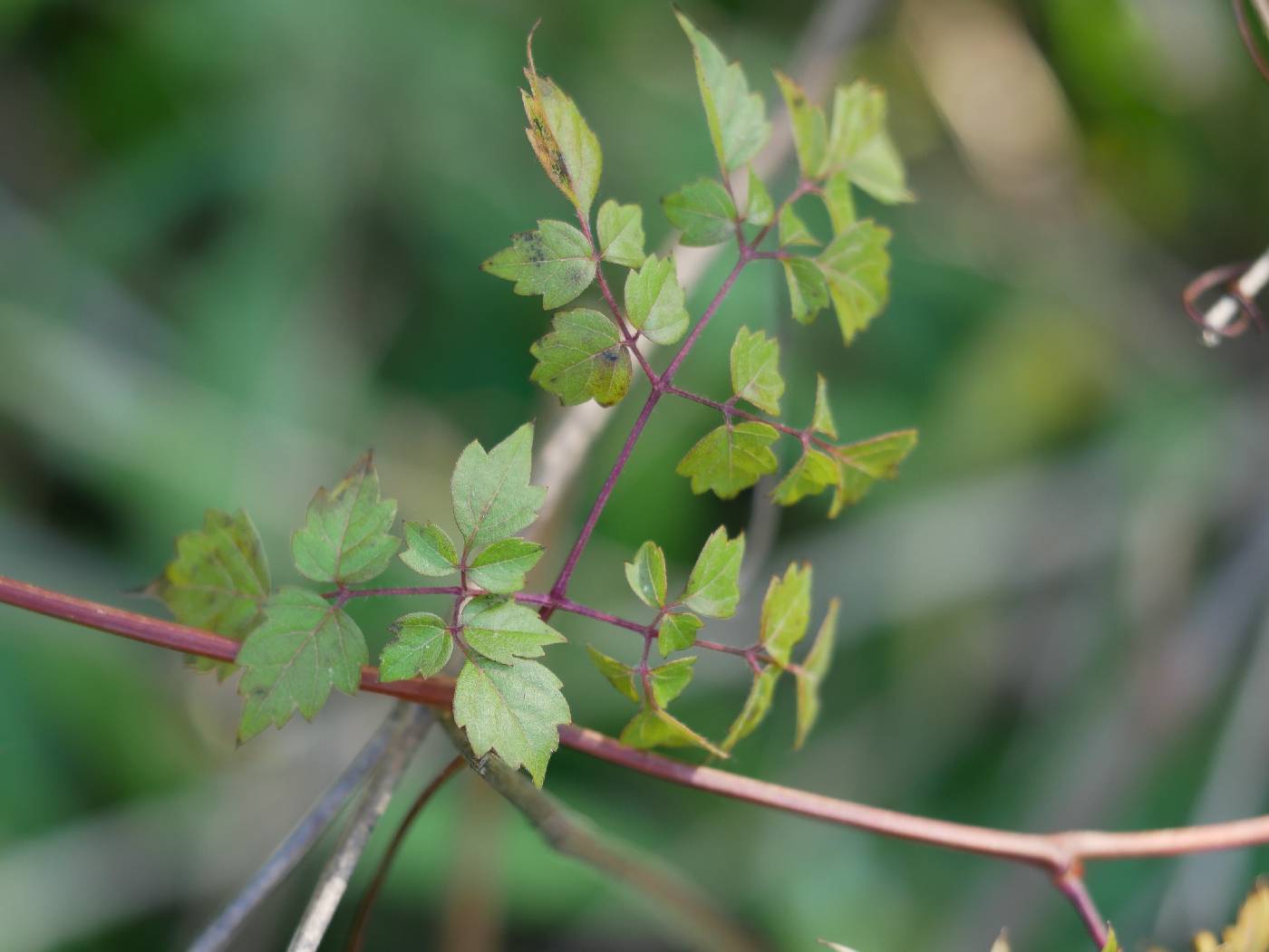 Nekemias arborea image