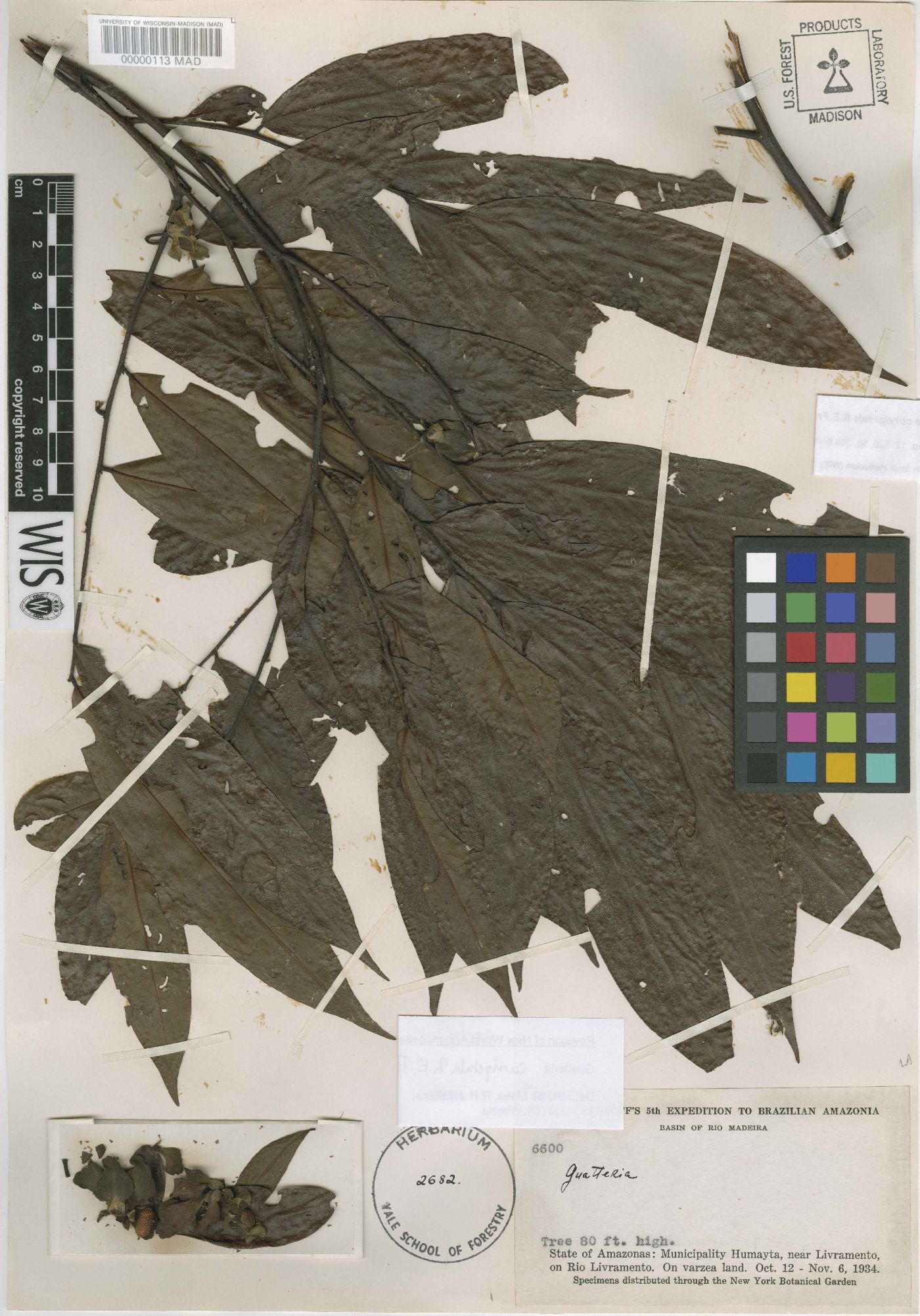 Guatteria curvipetala image