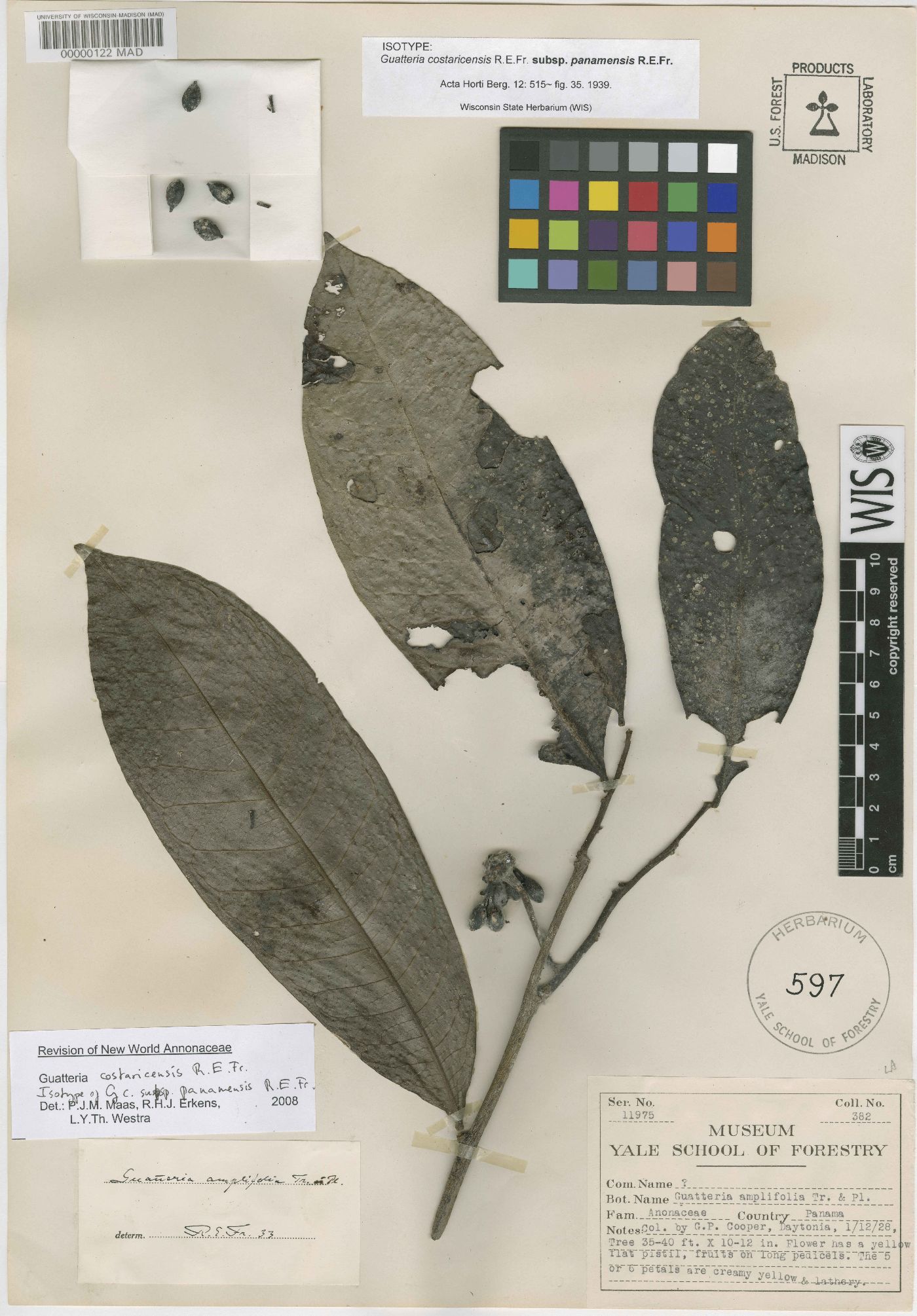 Guatteria costaricensis image