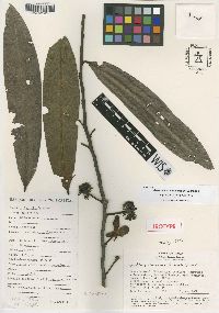 Image of Polyalthia cinnamomea