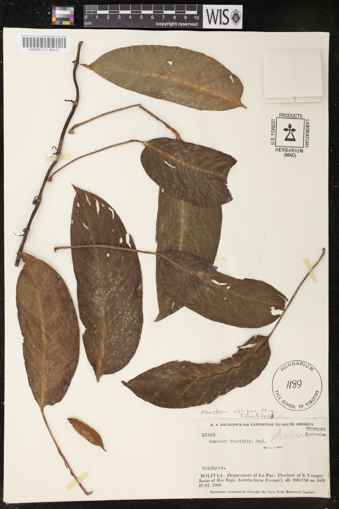 Monstera obliqua image