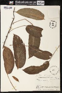 Monstera obliqua image