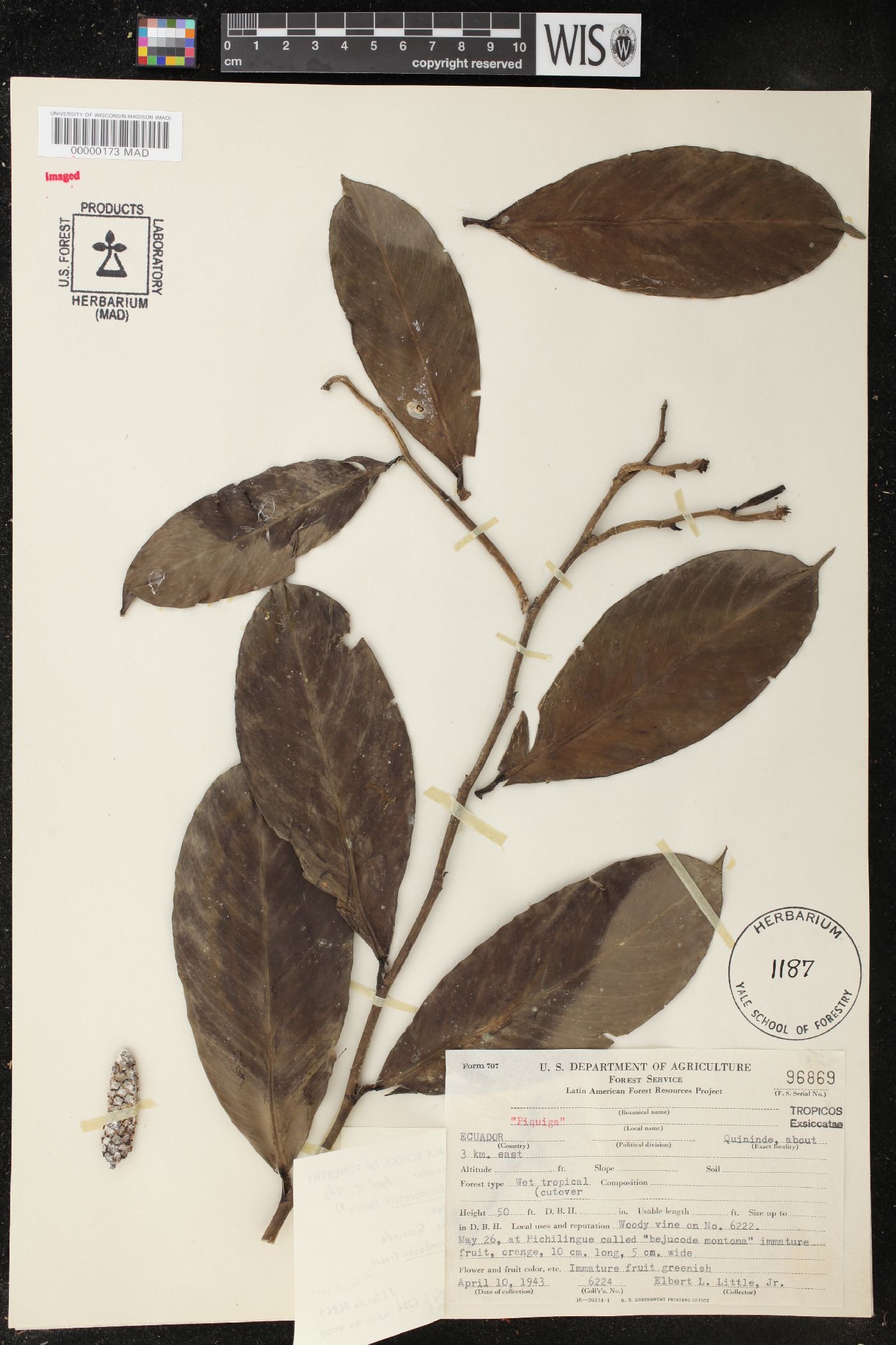 Heteropsis ecuadorensis image