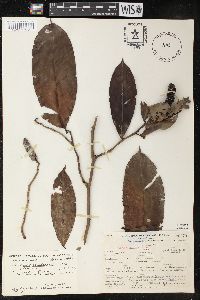 Heteropsis ecuadorensis image