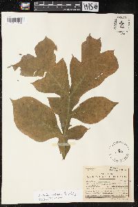 Image of Dracontium purdieanum