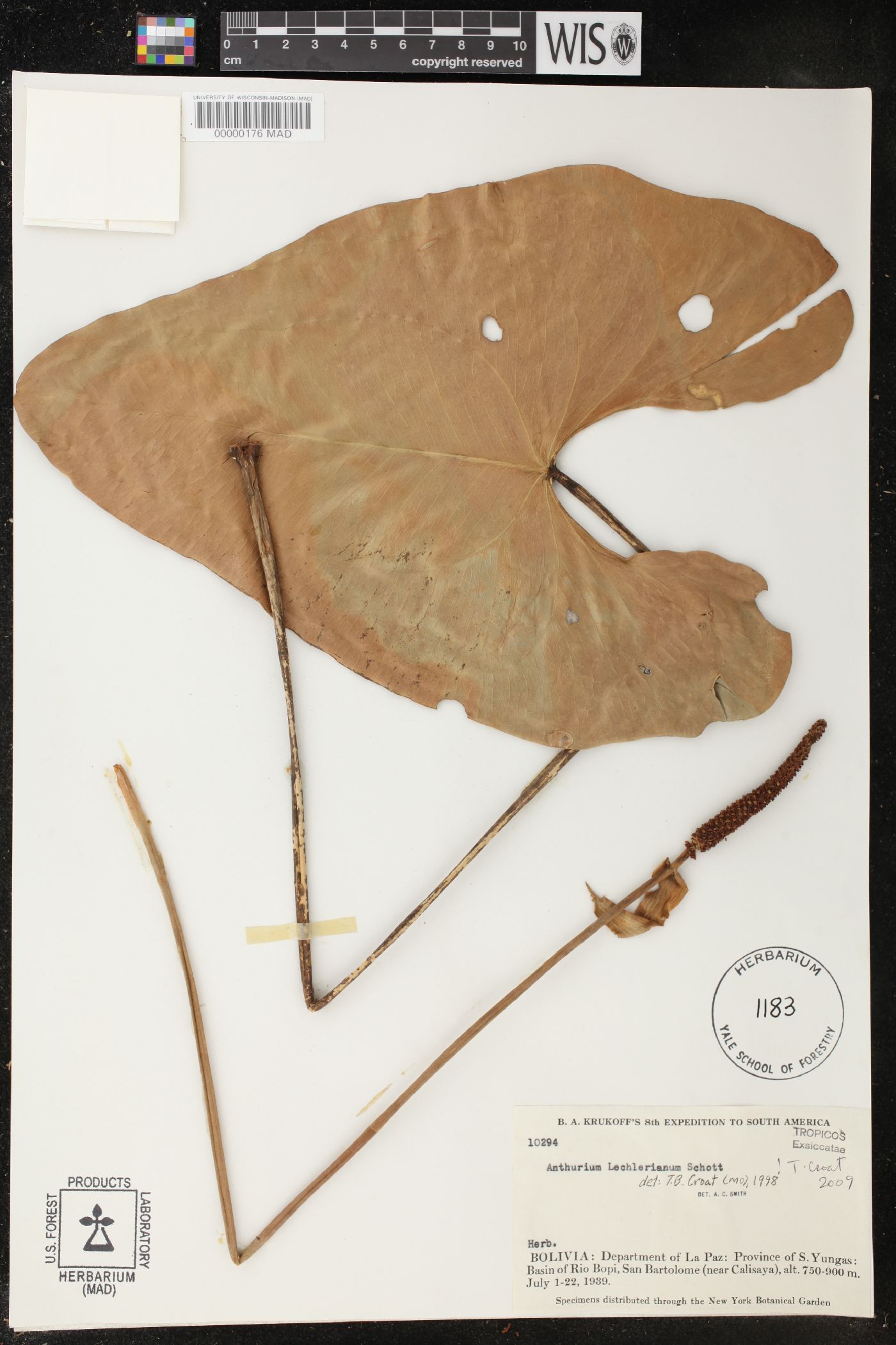 Anthurium lechlerianum image