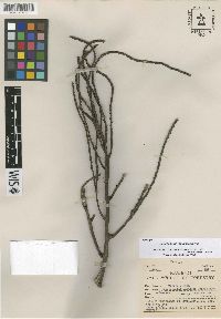 Image of Heterospathe ramulosa