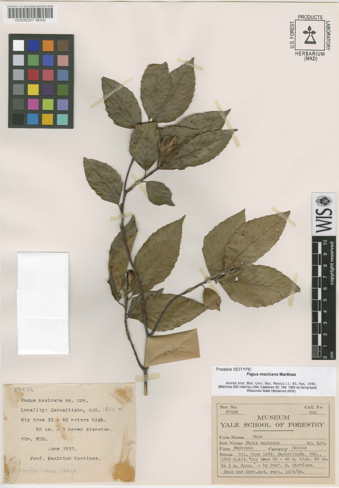 Fagus mexicana image