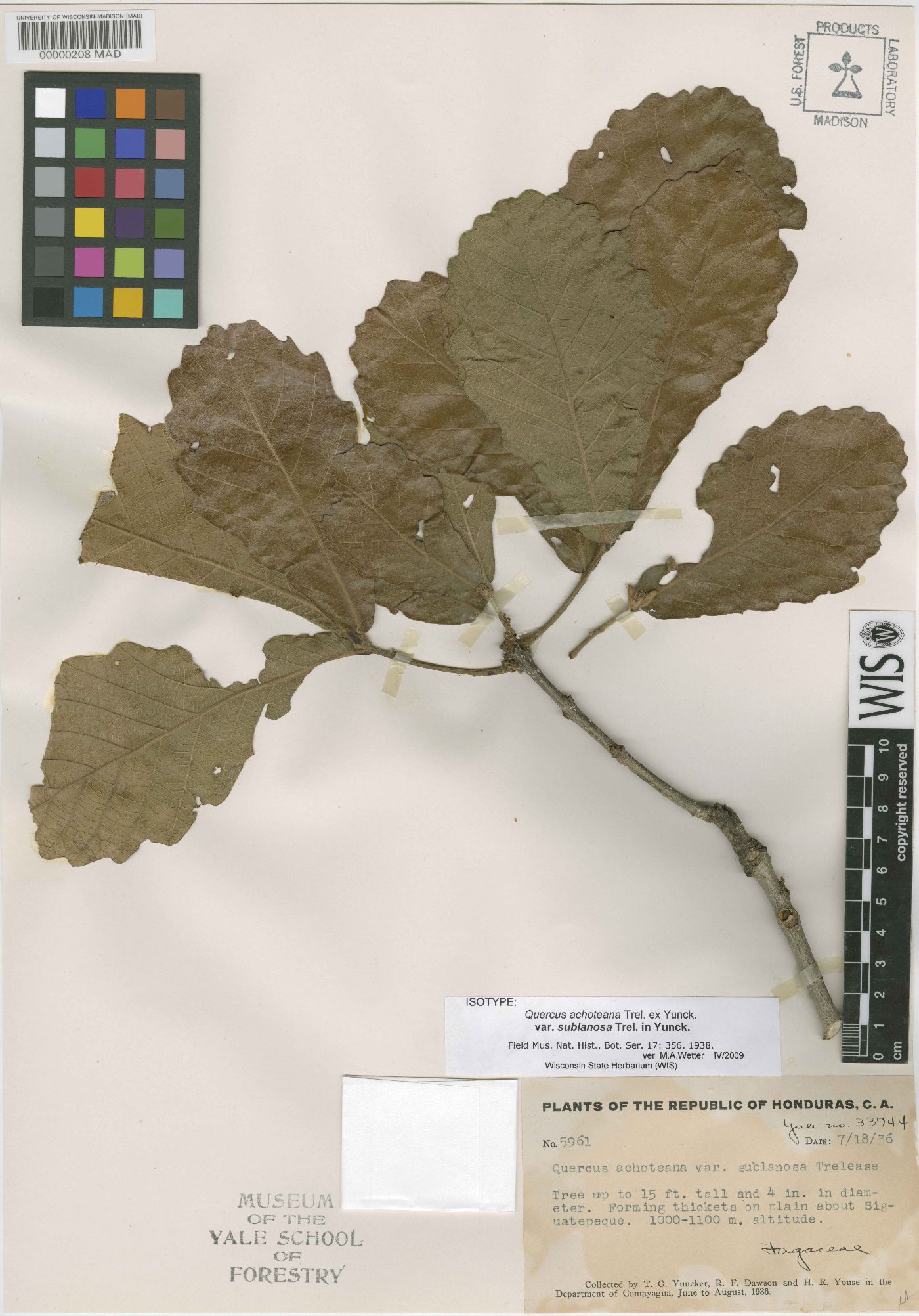 Quercus segoviensis image