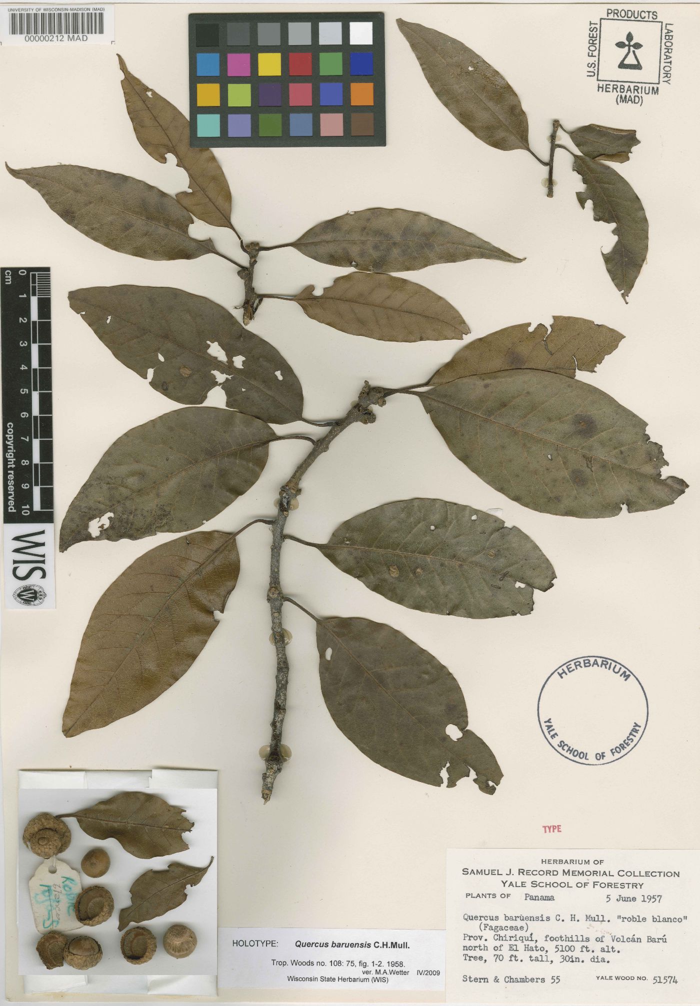 Quercus benthamii image