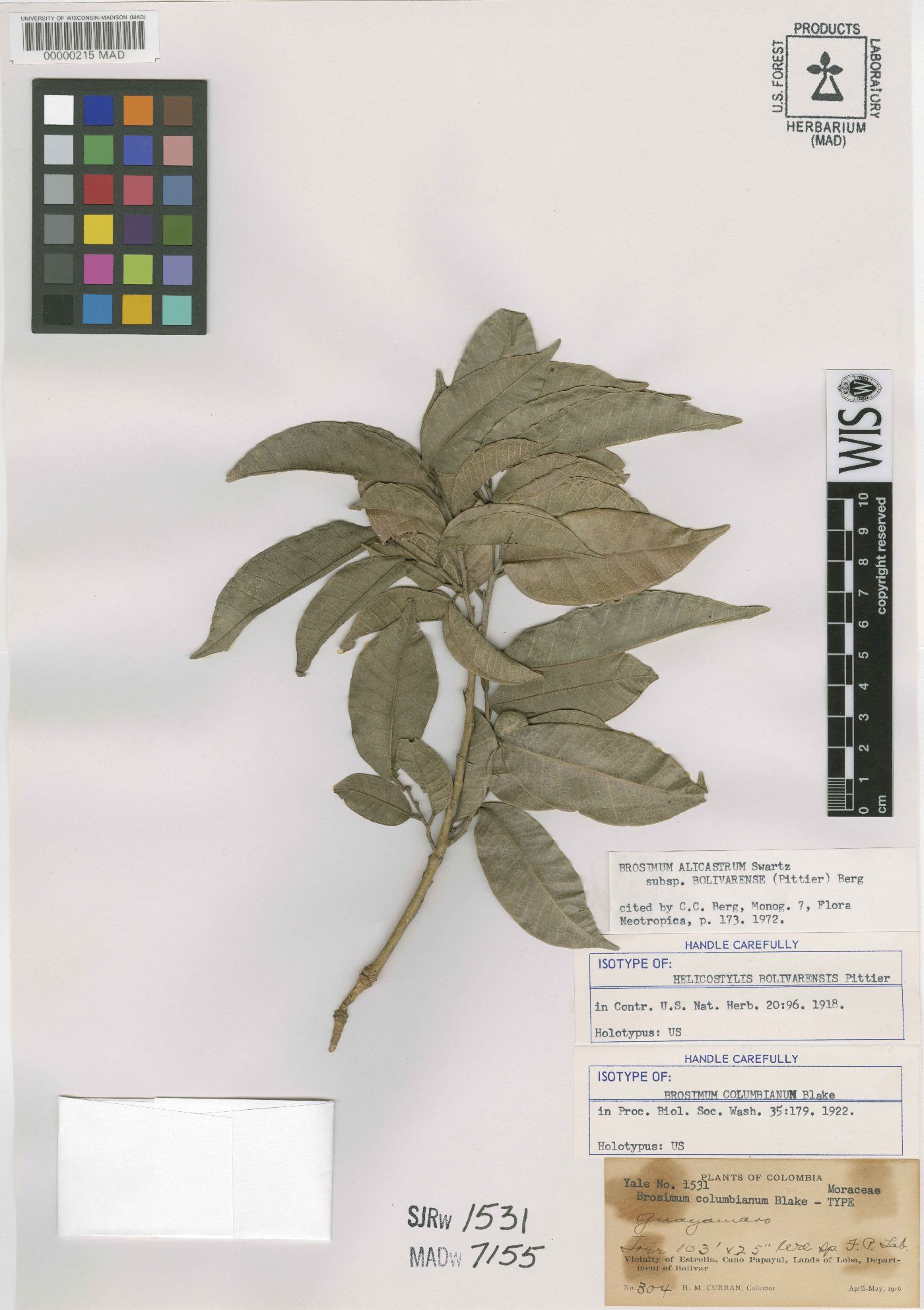 Brosimum alicastrum subsp. bolivarense image