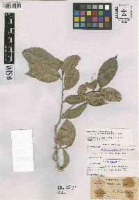 Brosimum alicastrum subsp. bolivarense image