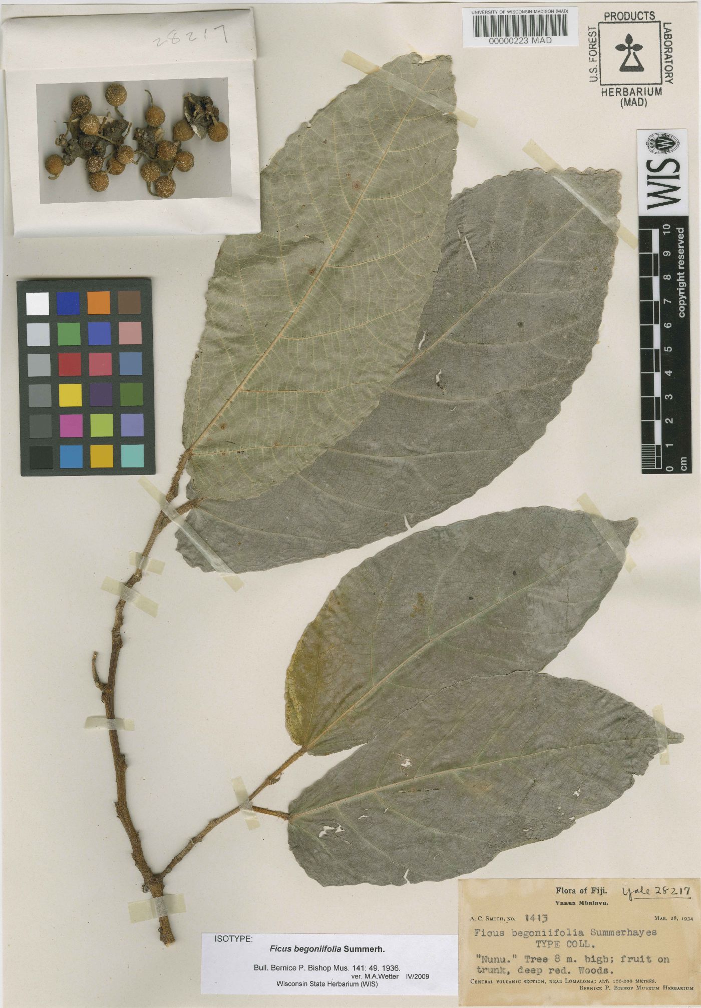 Ficus begoniifolia image